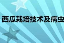 西瓜栽培技术及病虫害防治（西瓜栽培技术）