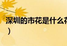 深圳的市花是什么花啊（深圳的市花是什么花）