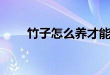 竹子怎么养才能长粗（竹子怎么养）