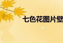 七色花图片壁纸（七色花图片）