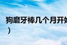 狗磨牙棒几个月开始吃（磨牙棒几个月开始吃）