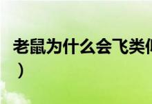 老鼠为什么会飞类似的问题（老鼠为什么会飞）