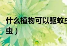 什么植物可以驱蚊虫最好（什么植物可以驱蚊虫）