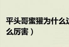平头哥蜜獾为什么这么厉害（平头哥蜜獾为什么厉害）