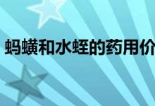 蚂蟥和水蛭的药用价值（蚂蟥和水蛭的区别）