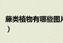 藤类植物有哪些图片及名称（藤类植物有哪些）