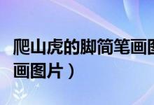 爬山虎的脚简笔画图片大全(爬山虎的脚简笔画图片)