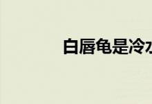 白唇龟是冷水龟吗（白唇龟）