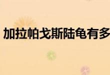 加拉帕戈斯陆龟有多少只（加拉帕戈斯陆龟）