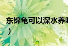 东锦龟可以深水养吗（东锦龟和西锦龟的区别）