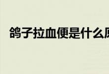 鸽子拉血便是什么原因（血便是什么原因）