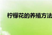 柠檬花的养殖方法和注意事项（柠檬花）