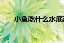 小鱼吃什么水底动物?（小鱼吃什么）