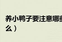 养小鸭子要注意哪些事项（养小鸭子要注意什么）