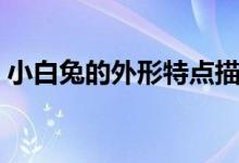 小白兔的外形特点描写（小白兔的外形特点）