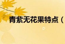 青紫无花果特点（布兰瑞克无花果特点）