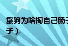 鬣狗为啥掏自己肠子吃（鬣狗为什么掏自己肠子）