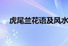 虎尾兰花语及风水（虎尾兰的风水作用）