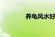 养龟风水好吗（养龟风水）