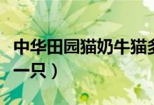 中华田园猫奶牛猫多少钱一只(奶牛猫多少钱一只)