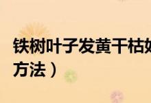 铁树叶子发黄干枯如何补救（盆栽铁树的养殖方法）