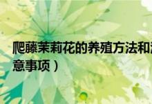 爬藤茉莉花的养殖方法和注意事项（茉莉花的养殖方法和注意事项）