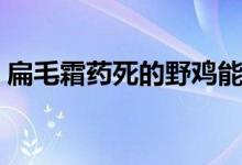 扁毛霜药死的野鸡能吃吗（扁毛霜是什么药）
