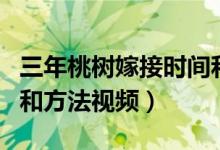 三年桃树嫁接时间和方法视频（桃树嫁接时间和方法视频）