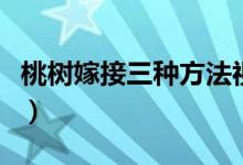 桃树嫁接三种方法视频（桃树嫁接时间和方法）