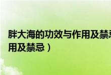 胖大海的功效与作用及禁忌是什么 新闻（胖大海的功效与作用及禁忌）