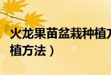 火龙果苗盆栽种植方法图解（火龙果苗盆栽种植方法）