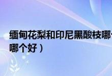 缅甸花梨和印尼黑酸枝哪个好一些（缅甸花梨和印尼黑酸枝哪个好）