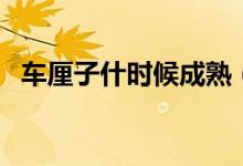 车厘子什时候成熟（车厘子什么时候上市）