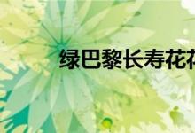 绿巴黎长寿花花语（长寿花花语）
