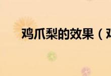 鸡爪梨的效果（鸡爪梨的功效与作用）