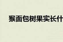 猴面包树果实长什么样（猴面包树果实）