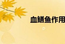 血鳝鱼作用与功效（血鳝）