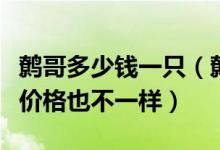 鹩哥多少钱一只（鹩哥雏鸟多少钱区域不一样价格也不一样）