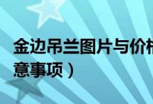 金边吊兰图片与价格(金边吊兰养殖方法及注意事项)