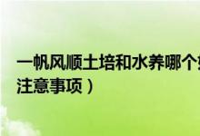 一帆风顺土培和水养哪个好养（水培一帆风顺的养殖方法和注意事项）