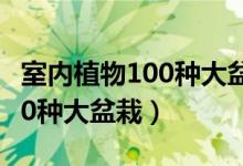 室内植物100种大盆栽客厅图片（室内植物100种大盆栽）
