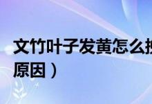 文竹叶子发黄怎么挽救（文竹叶子发黄是什么原因）