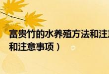 富贵竹的水养殖方法和注意事项水养（富贵竹的水养殖方法和注意事项）