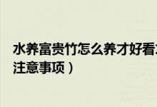 水养富贵竹怎么养才好看才漂亮（水养富贵竹的养殖方法和注意事项）