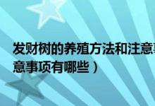 发财树的养殖方法和注意事项（广东万年青的养殖方法和注意事项有哪些）