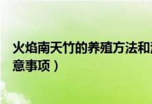 火焰南天竹的养殖方法和注意事项（南天竹的养殖方法和注意事项）