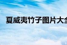 夏威夷竹子图片大全(夏威夷竹子怎么养)