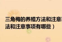 三角梅的养殖方法和注意事项有哪些视频（三角梅的养殖方法和注意事项有哪些）