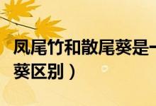 凤尾竹和散尾葵是一个品种吗（凤尾竹和散尾葵区别）