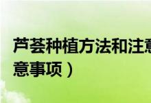 芦荟种植方法和注意事项（芦荟养殖方法和注意事项）